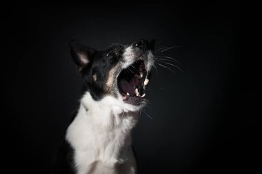 Komik köpek yüz portre stüdyosu