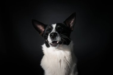Komik köpek yüz portre stüdyosu