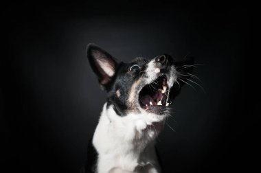 Komik köpek yüz portre stüdyosu