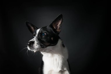 Komik köpek yüz portre stüdyosu