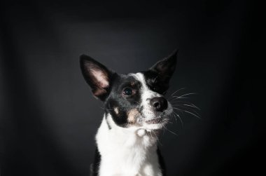 Komik köpek yüz portre stüdyosu