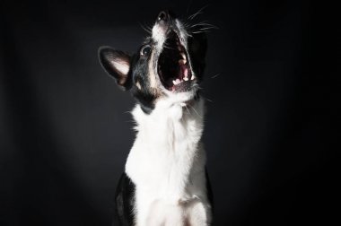 Komik köpek yüz portre stüdyosu