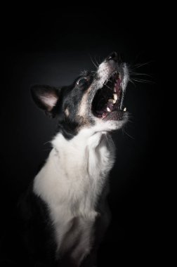 Komik köpek yüz portre stüdyosu