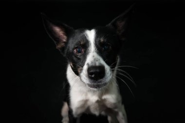 Komik köpek yüz portre stüdyosu
