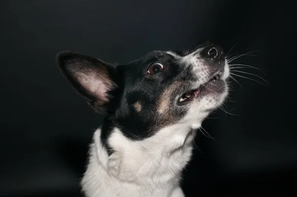 Retrato de rosto de cachorro engraçado no estúdio — Fotografia de Stock