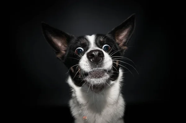 Amuzant portret față de câine la studio — Fotografie, imagine de stoc