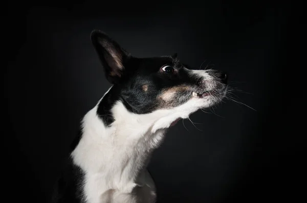 Komik köpek yüz portre stüdyosu — Stok fotoğraf