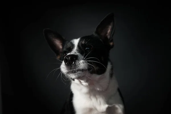 滑稽的狗面孔画像在演播室 — 图库照片