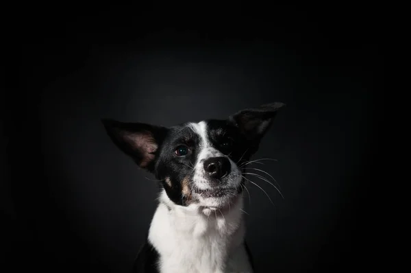 Lustiges Hundegesicht-Porträt im Studio — Stockfoto