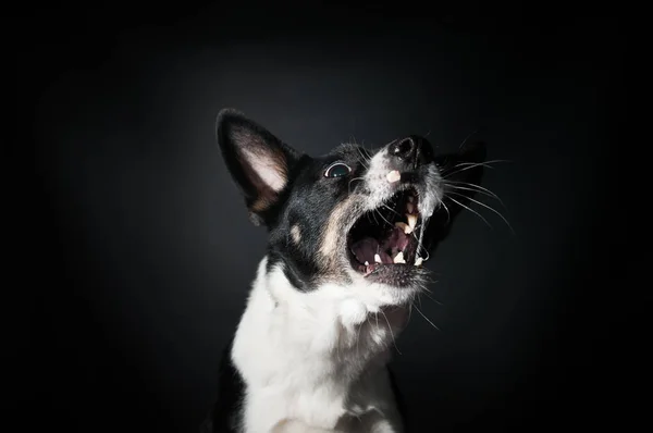 Retrato de rosto de cachorro engraçado no estúdio — Fotografia de Stock