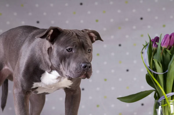 Staffordshire Terriër potrait in studio — Stockfoto