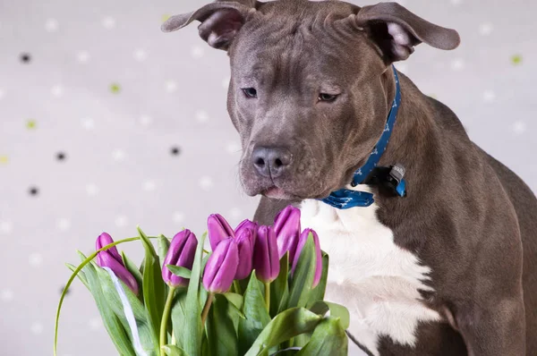 Staffordshire terrier potrait en el estudio —  Fotos de Stock