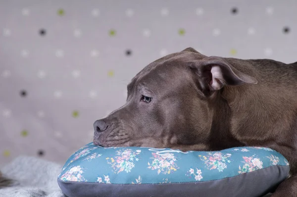 Staffordshire terrier potrait en el estudio —  Fotos de Stock