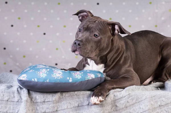 Staffordshire Terriër potrait in studio — Stockfoto