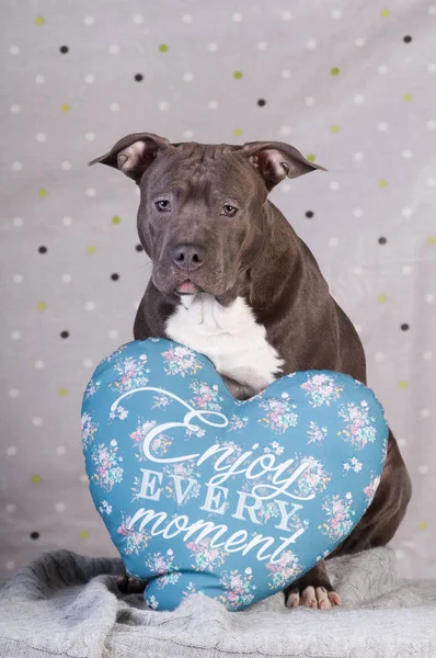 Staffordshire Terriër potrait in studio — Stockfoto