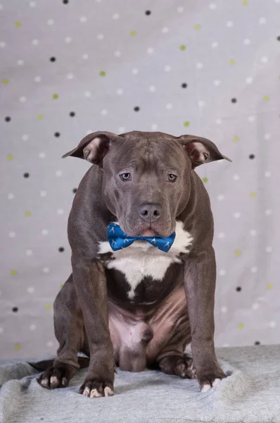 Staffordshire terrier potrait en el estudio —  Fotos de Stock