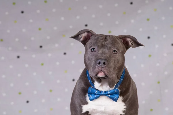 Staffordshire terrier potrait stúdió — Stock Fotó