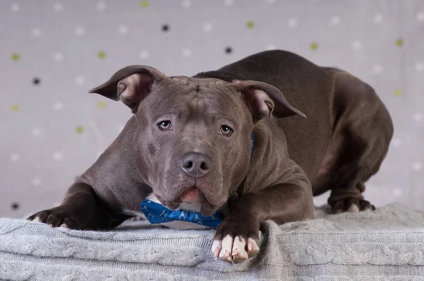 Staffordshire terrier potrait en el estudio — Foto de Stock