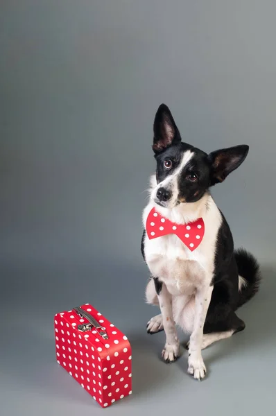 Perro Raza Mixta Con Caja Viaje Roja Con Puntos Blancos — Foto de Stock