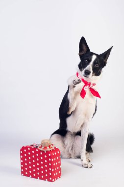 karışık cins köpek portre