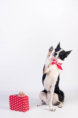 karışık cins köpek portre