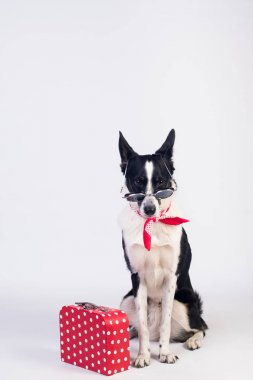 karışık cins köpek portre