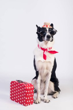 karışık cins köpek portre