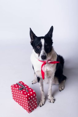 karışık cins köpek portre