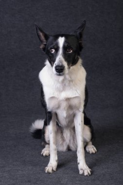 karışık cins köpek portre