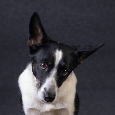 karışık cins köpek portre