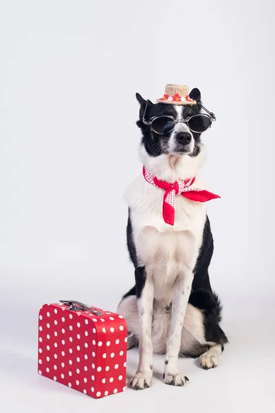 Retrato misto cão raça — Fotografia de Stock