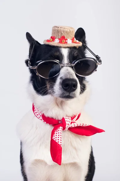 Mixed breed dog portrait — Stock Photo, Image