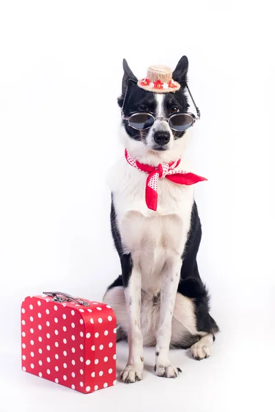 Portret psa rasy mieszanej — Zdjęcie stockowe