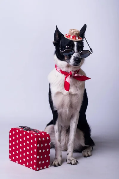 Retrato de perro de raza mixta —  Fotos de Stock