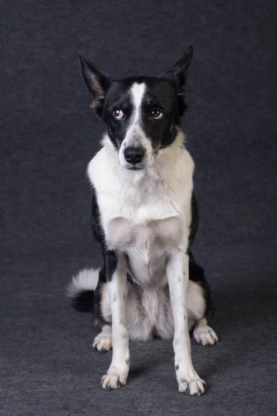Mixed breed dog portrait — Stock Photo, Image