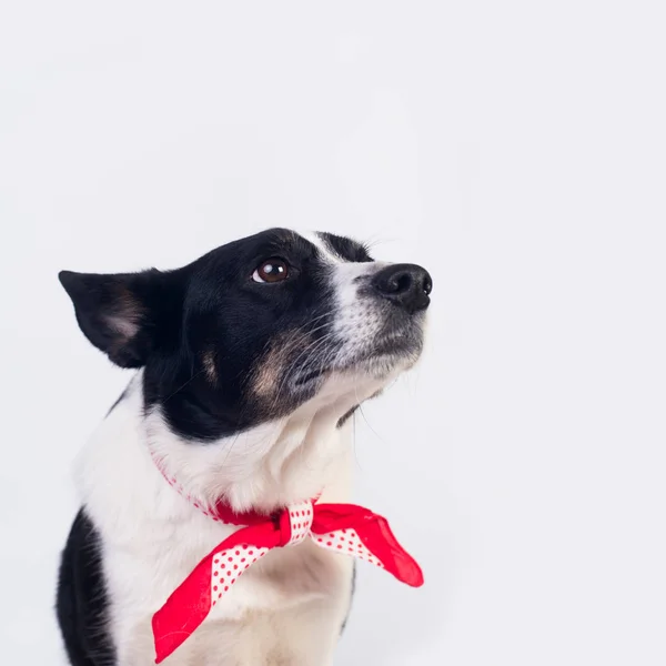 Smíšené plemeno psa portrét — Stock fotografie