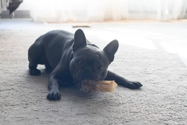 Bulldor francés jugando en el suelo en casa — Foto de Stock