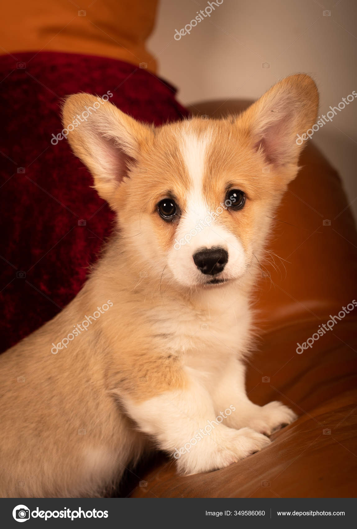 Pembroke Welsh Puppy Portrait Home Red Background Looking Stock Photo by ©grase 349586060