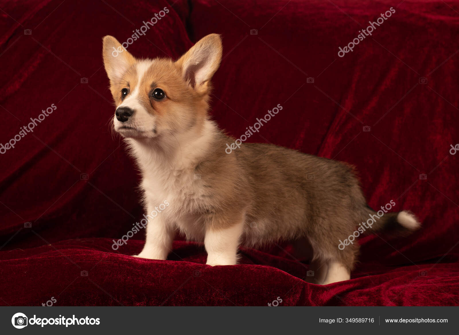 Featured image of post Cachorro Fundo Vermelho - Muitos corações com diferentes estilos e tamanhos.