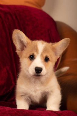 Pembroke Welsh Corgi 'nin evde kırmızı kadife arka planda çekilmiş ve kameraya bakan köpek yavrusu portresi