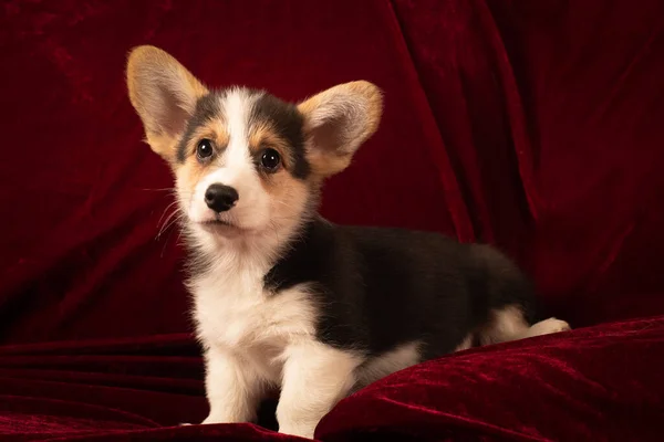 Pembroke Galés Corgi Retrato Cachorro Casa Sobre Fondo Terciopelo Rojo —  Fotos de Stock