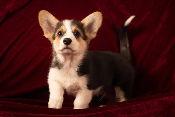 Pembroke Galés Corgi Retrato Cachorro Casa Sobre Fondo Terciopelo Rojo — Foto de Stock