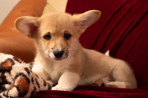 Pembroke Galés Corgi Retrato Cachorro Casa Sobre Fondo Terciopelo Rojo — Foto de Stock