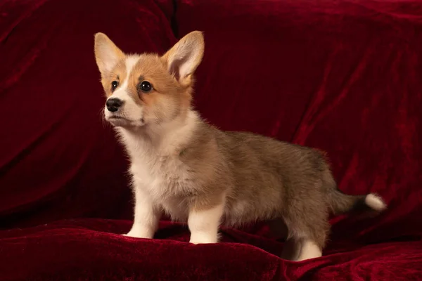 Pembroke Welsh Corgi Szczeniak Portret Domu Czerwonym Aksamitnym Tle Patrzy — Zdjęcie stockowe