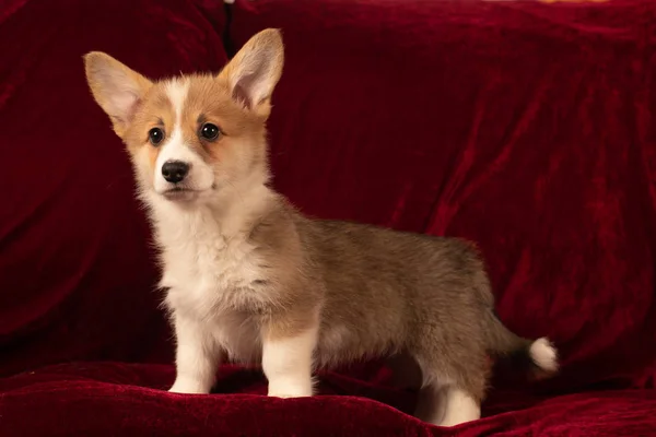 Pembroke Welsh Corgi Štěně Portrét Doma Červeném Sametu Pozadí Při — Stock fotografie