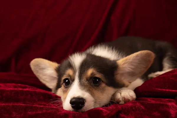 Pembroke Welsh Corgi Szczeniak Portret Domu Czerwonym Aksamitnym Tle Patrząc — Zdjęcie stockowe