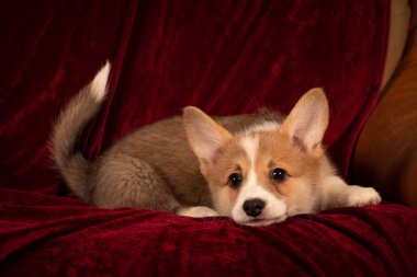 Pembroke Welsh Corgi 'nin portresi kırmızı kadife arka planda.