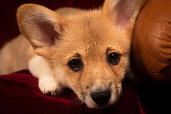 Pembroke Galés Corgi retrato de cachorro en casa sobre fondo de terciopelo rojo —  Fotos de Stock