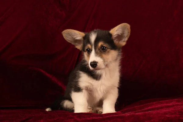 Pembroke Galés Corgi retrato de cachorro en casa sobre fondo de terciopelo rojo —  Fotos de Stock