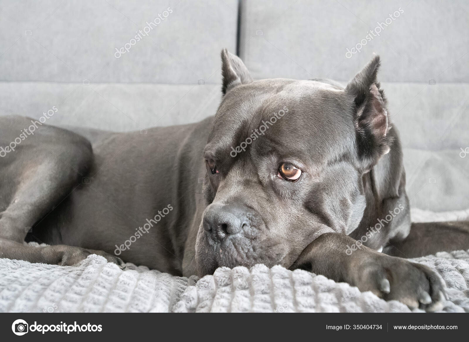 Canne corso portrait de couleur grise à plaid moelleux couché sur